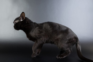 black cat, Burmese on a black background orange eyes, photo studio