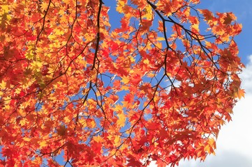 日本の秋　紅葉