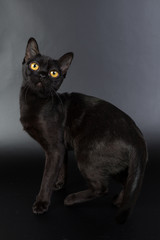 black cat, Burmese on a black background orange eyes, photo studio