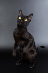 black cat, Burmese on a black background orange eyes, photo studio