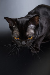 black cat, Burmese on a black background orange eyes, photo studio