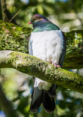 New Zealand Wood Pigeon
