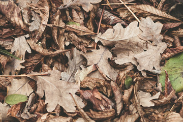 Fallen leaves of chestnut, maple, oak, acacia. Brown, red, orange and gren Autumn Leaves Background. Soft colors