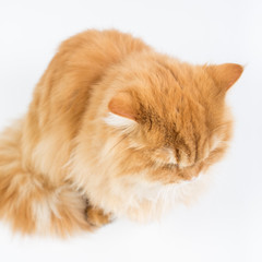 Fototapeta na wymiar a large purebred red cat on a white background, studio photo, isolated cat