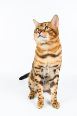 Young Bengal cat on a white background in studio isolated