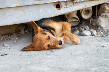 unhappy homeless dog comes out from under the rubble of collapsed metal construction