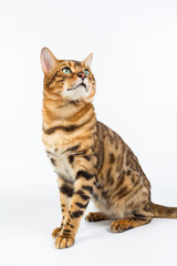 Young Bengal cat on a white background in studio isolated