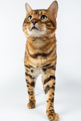 Young Bengal cat on a white background in studio isolated
