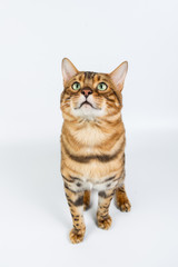 Fototapeta na wymiar Young Bengal cat on a white background in studio isolated