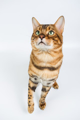 Young Bengal cat on a white background in studio isolated