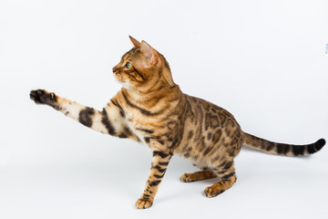 Young Bengal cat on a white background in the studio isolated playing with toy