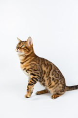Young Bengal cat on a white background in studio isolated