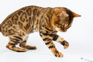 Young Bengal cat on a white background in the studio isolated playing with toy