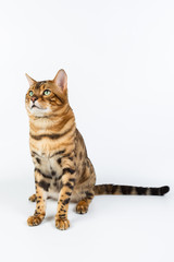 Young Bengal cat on a white background in studio isolated