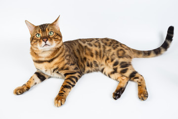 Young Bengal cat on a white background in studio isolated