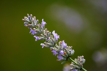 Lavendel