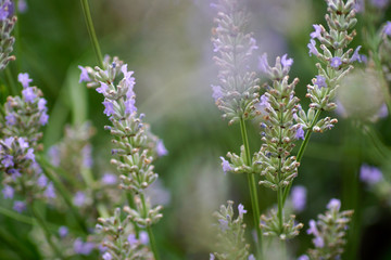 Lavendel