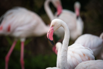 Close up of pink flamingo in zoo