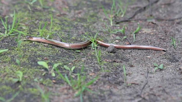 Slow worm (Anguis fragilis) sunning itself on a forest trail