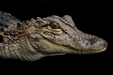 Fototapeta premium Portrait of American Alligator (Alligator mississippiensis)