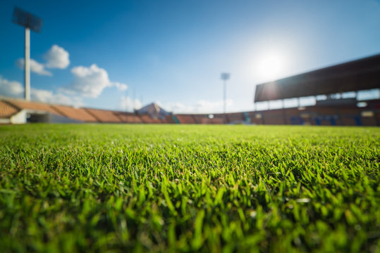 Green grass in soccer stadium