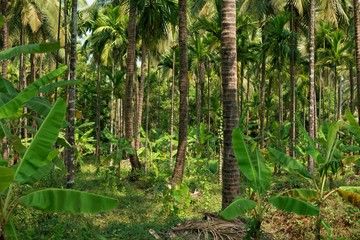 green jungle of India with palm tree trunks
