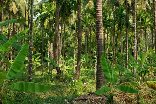 Fototapeta green jungle of India with palm tree trunks
