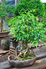 Bonsai tree in pot 