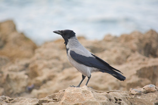 Sea crow