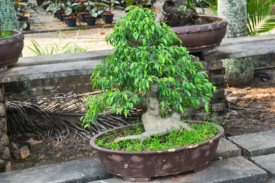 Bonsai tree in pot 