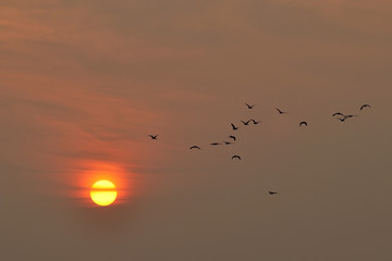 Birds fly in the sky at dusk The sun is about to fall