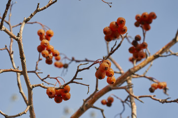 hawthorn fruit on the tree in autumn city park