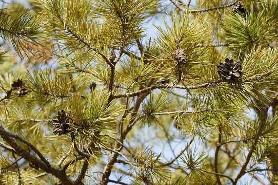 pine cones on a tree in autumn city park
