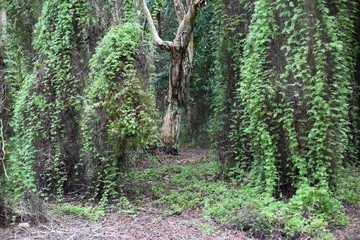 Green Wetland Forest in Rayong at Thailand