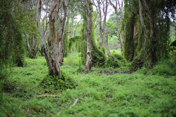 Green Wetland Forest in Rayong at Thailand