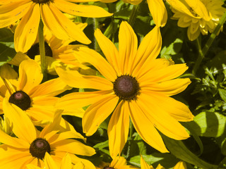 Black Eyed Susan, Rudbeckia hirta, yellow flowers close-up, selective focus, shallow DOF