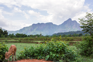 Mountain cow tree Vangvieng, Laos