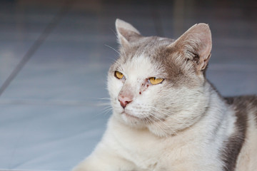 portrait of adult tabby cat
