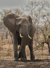 Fototapeta na wymiar African Bull Elephant (Loxodonta) - Sabi Sands Game Reserve, South Africa