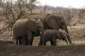 African Elephant Family (Loxodonta) - Sabi Sands Game Reserve, South Africa