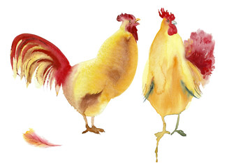 Watercolor painting. A sketch of the red roosters on a white background.