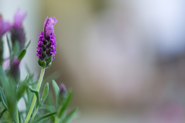 lavender bloom