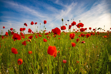 Fototapeta na wymiar panorama of wild poppies 
