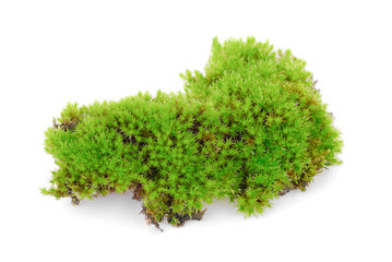 green moss isolated on white