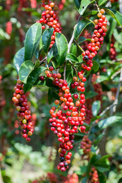 Thai blueberry on tree