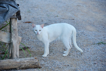 White cat