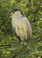 Black-crowned night heron