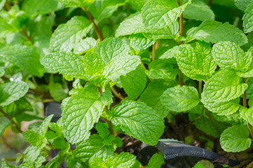 Fototapeta na wymiar Green mint leaves background. Mint leaf green plants with aromat