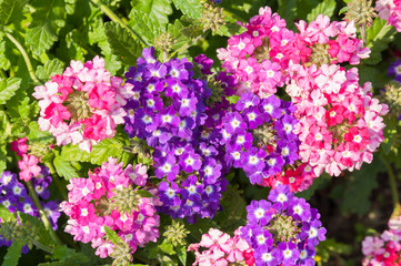 Obraz premium The Phlox paniculata, Garden phlox in bloom