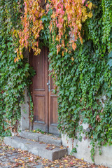 Fototapeta na wymiar Old wooden door overgrown with ivy in fall colors
